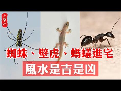 家裡出現小蜘蛛風水|為何家中出現小蜘蛛？5大風水含義揭秘